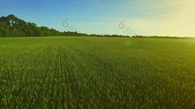 大麦场背景夏天太阳小麦场绿色夏天草地